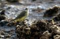 Fotos de avesnatureza -  Foto: aves e natureza - alveola-amarela