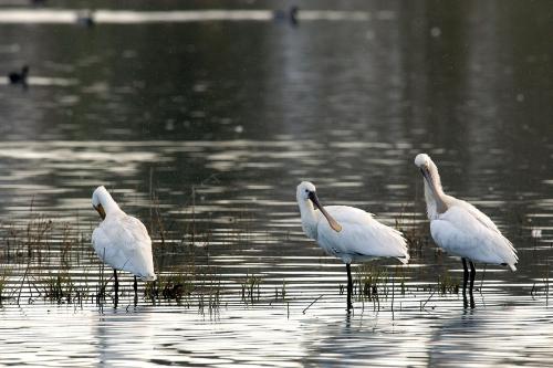 Fotografia de avesnatureza - Galeria Fotografica: aves e natureza - Foto: colhereiro