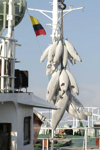 Fotografia de JOHN AREVALO - Galeria Fotografica: ARTISTICA - Foto: PEZCATUN ECUADOR