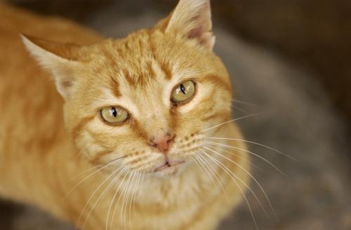 Fotografia de frantecnofoto - Galeria Fotografica: alpujaras - Foto: mirada