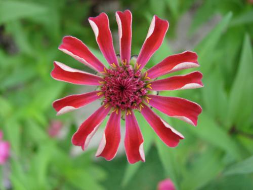 Fotografia de lucio - Galeria Fotografica: DUTU - Foto: 