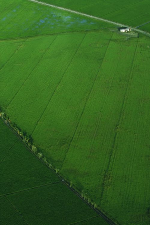 Fotografia de Pedro Guzmn - Galeria Fotografica: Paisaje rural, Finca arrocera - Foto: Finca arrocera