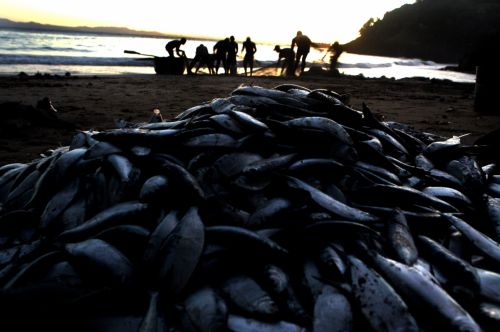 Fotografia de Pedro Guzmn - Galeria Fotografica: Paisaje rural, Finca arrocera - Foto: Pescadores de Samana