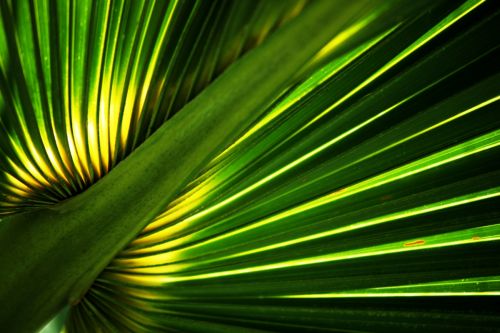 Fotografia de Pedro Guzmn - Galeria Fotografica: Paisaje rural, Finca arrocera - Foto: Hija de la Reserva