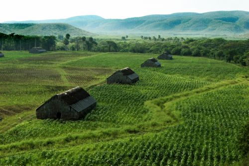 Fotografia de Pedro Guzmn - Galeria Fotografica: Paisaje rural, Finca arrocera - Foto: Ranchos Tabacaleros