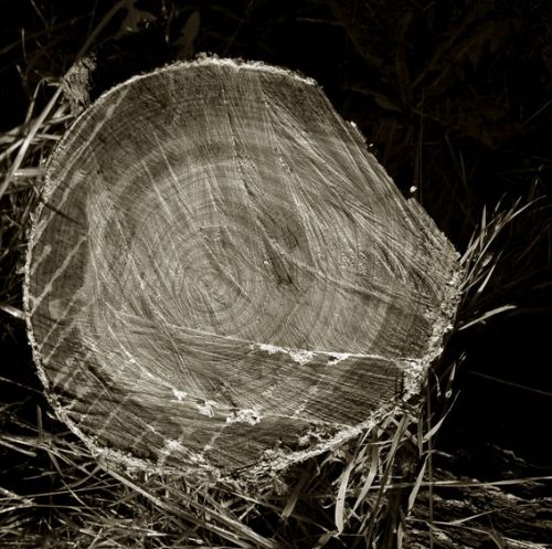 Fotografia de Juan Carlos del Rio - Galeria Fotografica: Album de Instantes - Foto: 