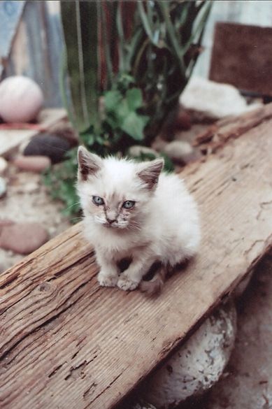 Fotografia de agustin cristobal - Galeria Fotografica: entre cultura y paseos - Foto: 