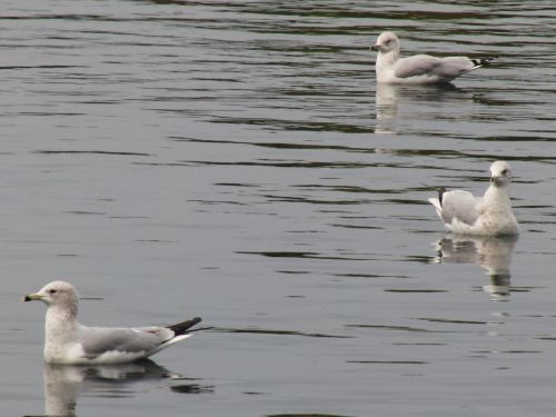 Fotografia de Twistx77 - Galeria Fotografica: Mis pequeos pinitos - Foto: 