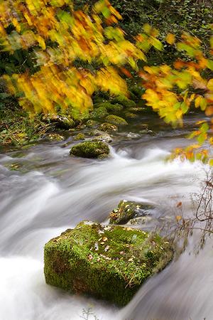 Fotografia de Artur V. Oliveira - Galeria Fotografica: Natureza - Foto: Muniellos