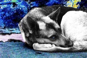 Fotografia de Sirbertija - Galeria Fotografica: Fotografa Fotogenia - Foto: Perro y su Vida