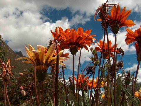 Fotografia de Jim - Galeria Fotografica: Flores - Foto: Perspectiva de Hormiga