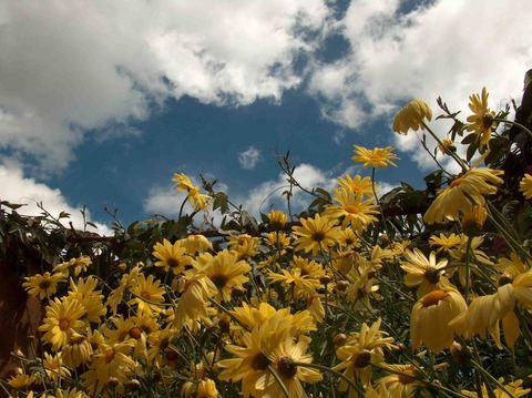 Fotografia de Jim - Galeria Fotografica: Flores - Foto: El baile de las flores