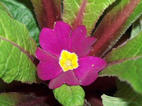 Fotografia de Jim - Galeria Fotografica: Flores - Foto: verde y morado