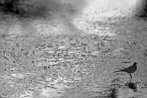 Fotografia de Gustavo Hochman - Galeria Fotografica: Monocromo - Foto: 