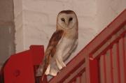 Fotografia de la nini - Galeria Fotografica: album nini1 - Foto: La lechuza