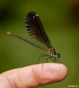 Fotografia de la nini - Galeria Fotografica: album nini1 - Foto: libelula