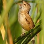 Fotografia de karamelo - Galeria Fotografica: simple karamelo - Foto: pajaritO