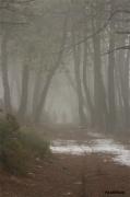 Fotografia de karamelo - Galeria Fotografica: simple karamelo - Foto: mi soledad neblada y silencioza