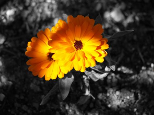 Fotografia de MILLO - Galeria Fotografica: INCLASIFICABLES - Foto: FLOR