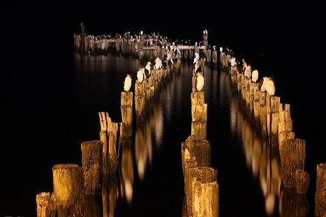 Fotografia de By3nz - Galeria Fotografica: Patagonia Chilena - Foto: Muelle Cormoranes