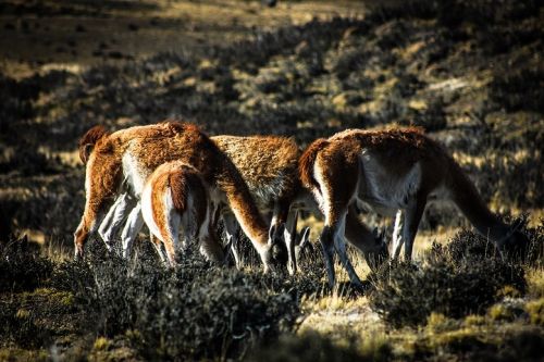 Fotografia de By3nz - Galeria Fotografica: Patagonia Chilena - Foto: Guanacos