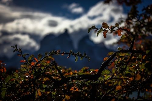 Fotografia de By3nz - Galeria Fotografica: Patagonia Chilena - Foto: Vegetacion Nativa