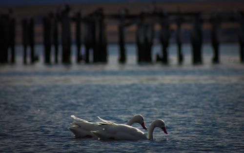 Fotografia de By3nz - Galeria Fotografica: Patagonia Chilena - Foto: Cisnes