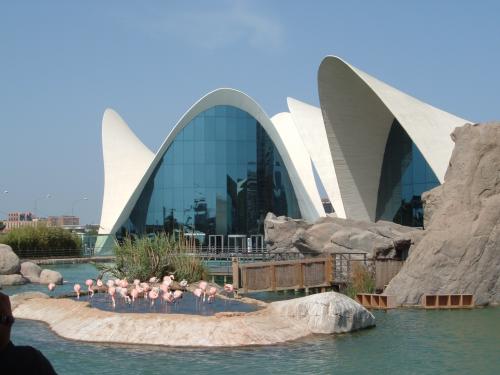 Fotografia de Jhosmi - Galeria Fotografica: Oceanografico Valencia - Foto: 