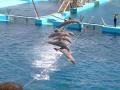 Fotos de Jhosmi -  Foto: Oceanografico Valencia - 
