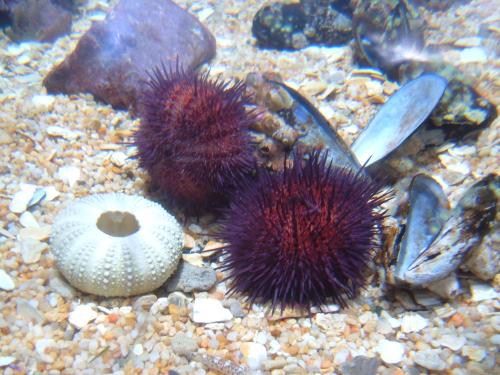 Fotografia de Jhosmi - Galeria Fotografica: Oceanografico Valencia - Foto: 