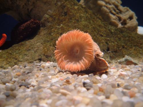 Fotografia de Jhosmi - Galeria Fotografica: Oceanografico Valencia - Foto: 