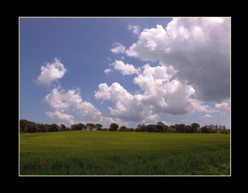 Fotografia de oscar perez moreno - Galeria Fotografica: El bosc de les fades - Foto: contrastes