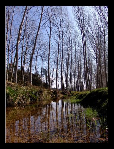 Fotografia de oscar perez moreno - Galeria Fotografica: El bosc de les fades - Foto: Efecte mirall