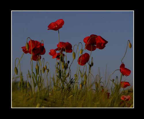 Fotografia de oscar perez moreno - Galeria Fotografica: El bosc de les fades - Foto: Amapolas