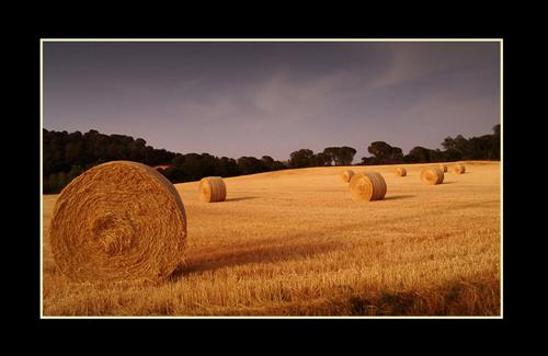 Fotografia de oscar perez moreno - Galeria Fotografica: El bosc de les fades - Foto: Primavera