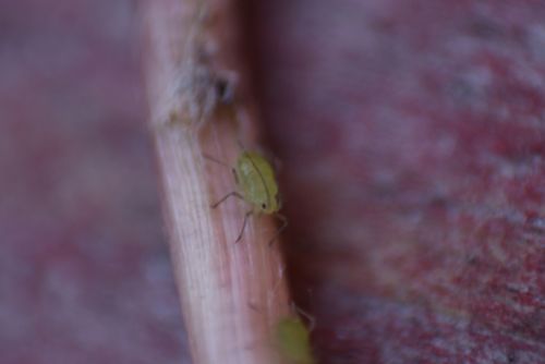 Fotografia de maciu - Galeria Fotografica: A LOS OJOS DE LOS INSECTOS - Foto: 