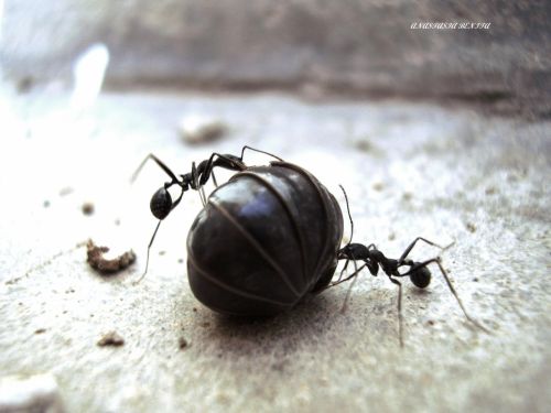 Fotografia de ANASTASIA BENITA - Galeria Fotografica: Naturaleza - Foto: 