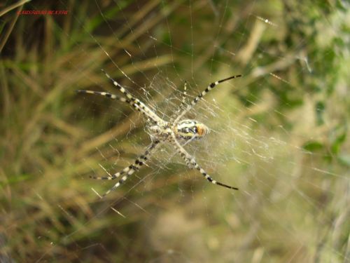 Fotografia de ANASTASIA BENITA - Galeria Fotografica: Naturaleza - Foto: 