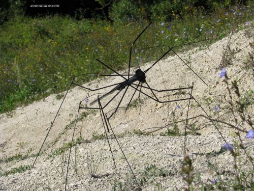 Fotografia de ANASTASIA BENITA - Galeria Fotografica: Naturaleza - Foto: 