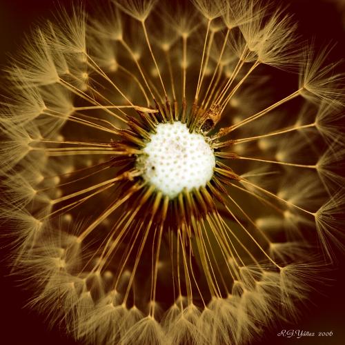 Fotografia de Yez - Galeria Fotografica: Delicatessen - Foto: Molinillo