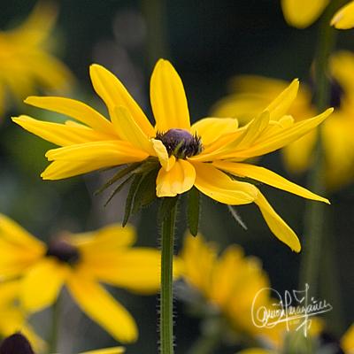 Fotografia de Yez - Galeria Fotografica: Delicatessen - Foto: Despeinada