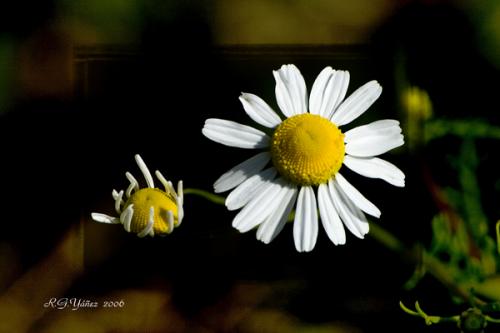 Fotografia de Yez - Galeria Fotografica: Delicatessen - Foto: Cuidando el retoo