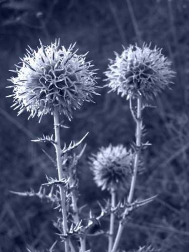 Fotografia de Mireia Canicio Ena - Galeria Fotografica: MONOCROMO - Foto: CARDOS