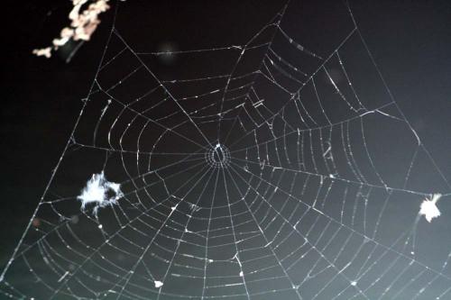 Fotografia de gelat - Galeria Fotografica: La fotografia que llevo en el corazon - Foto: spider