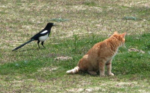 Fotografia de gelat - Galeria Fotografica: La fotografia que llevo en el corazon - Foto: A duo