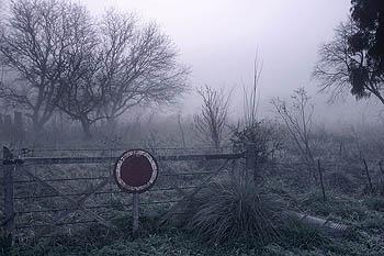 Fotografia de Emiliano Rodr�guez Fotograf�a - Galeria Fotografica: Fotograf�as de viajes por Latinoamerica - Foto: Bosque embrujado