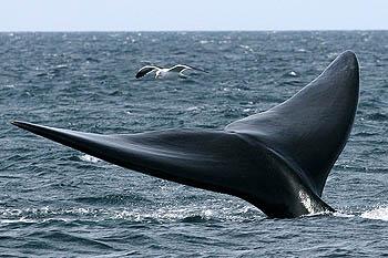 Fotografia de Emiliano Rodrguez Fotografa - Galeria Fotografica: Fotografas de viajes por Latinoamerica - Foto: Compaeras de vuelo