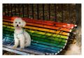 Fotos de Cristian García -  Foto: Colores - perro en banca rastafari