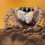 Fotografia de eduardo - Galeria Fotografica: Mis imagenes - Foto: araa