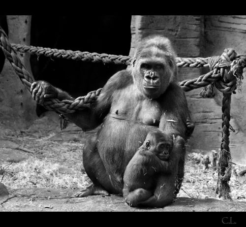 Fotografia de Carlos Lpez - Galeria Fotografica: Varios - Foto: 